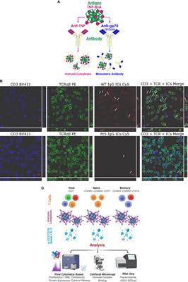 IgG Immune Complexes Inhibit Naïve T Cell Proliferation and Suppress Effector Function in Cytotoxic T Cells